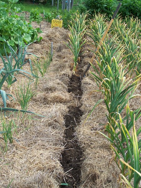 Digging garlic - digging row 3 crop July 2018.jpg