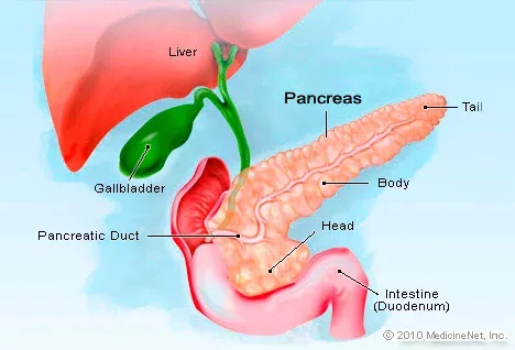 detail_pancreas.webp