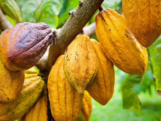 cacao-hawaii.jpg