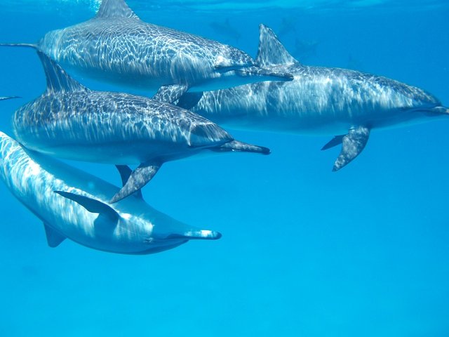 dolphin-806359_960_720.jpg