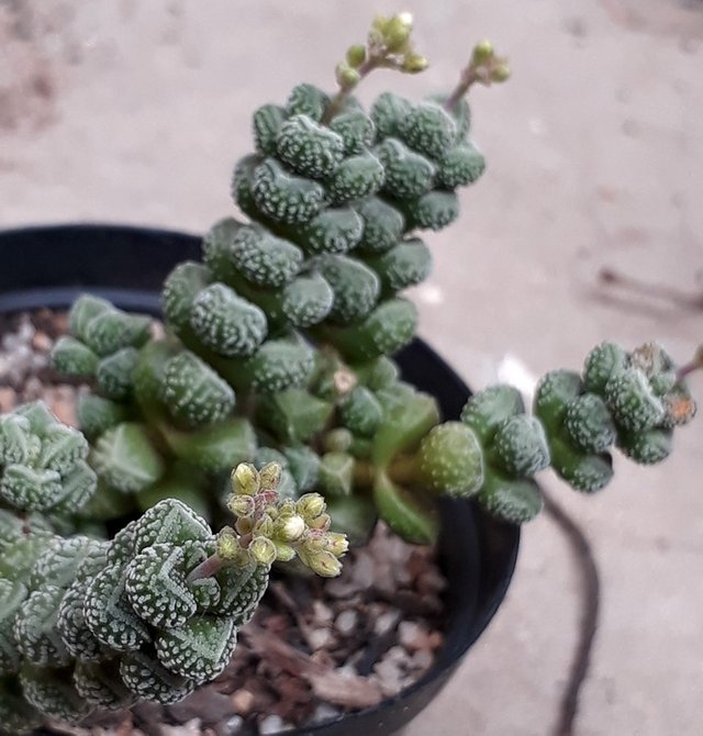 crassula.jpg