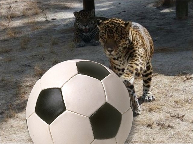 tigre jugando pelota.jpg