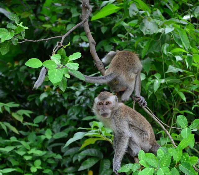 vertical-closeup-shot-macaques-climbing-tree-branch_1.jpg