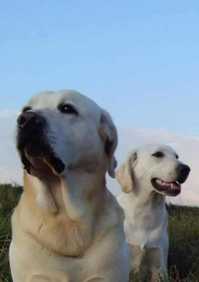 labrador .jpeg