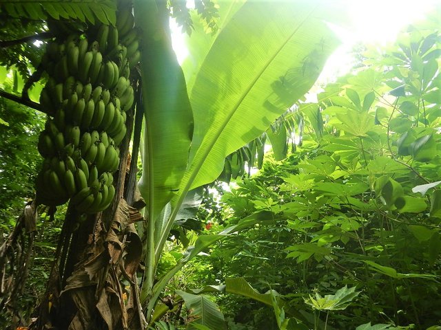 Banana_Yucca_Permaculture.jpg
