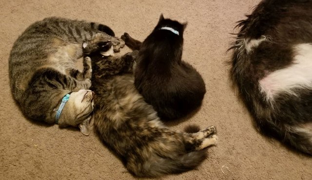 20181123_224617 - Kitty Sandwich.jpg