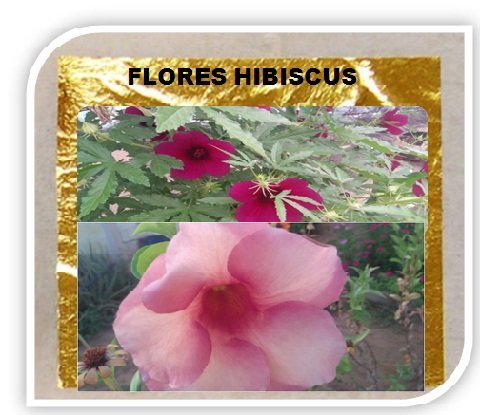 flores hibiscus .jpg