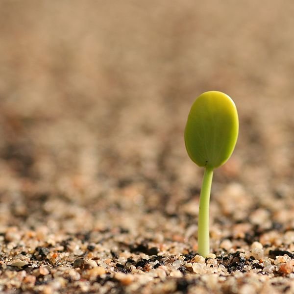 600px-Germinating_seedling.jpg