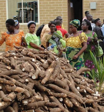 cassava.jpg.cf.jpg