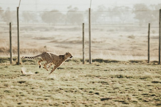 cheetah-2560006_1280.jpg