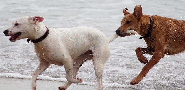 animals-beach-dogs-36477.jpg