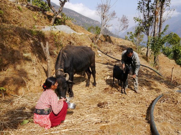 Krishna-and-Parbati-tend-their-animals.jpg