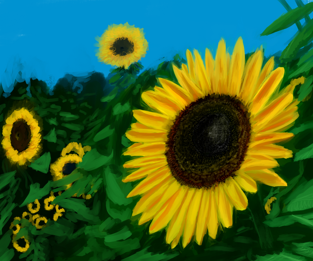 sunflower.png