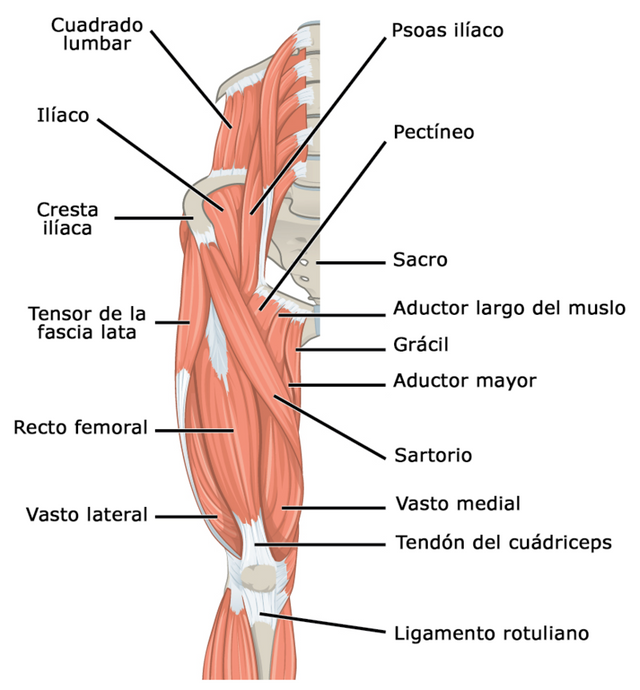 800px-1122_Gluteal_Muscles_that_Move_the_Femur_a_esp.png