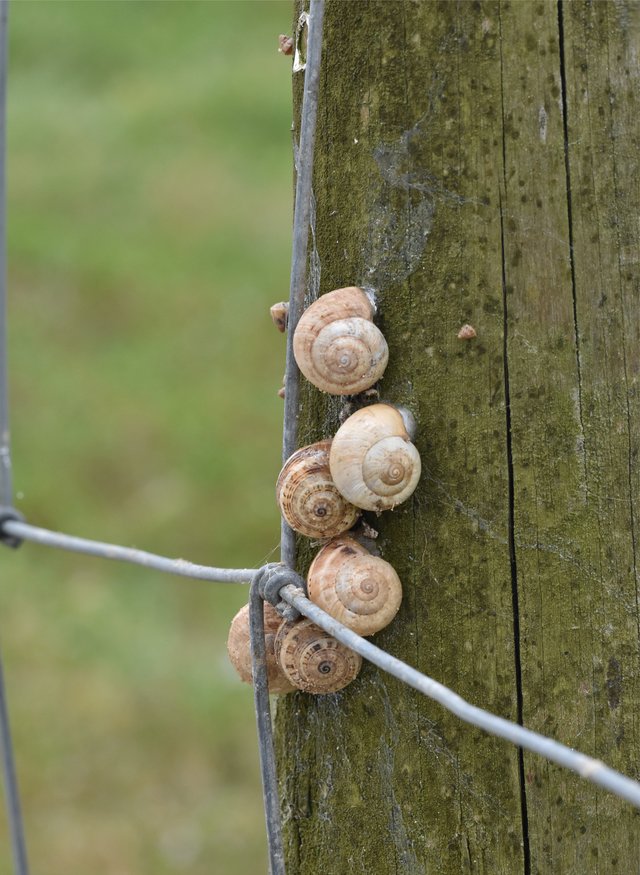 snails wooden pole 2.jpg