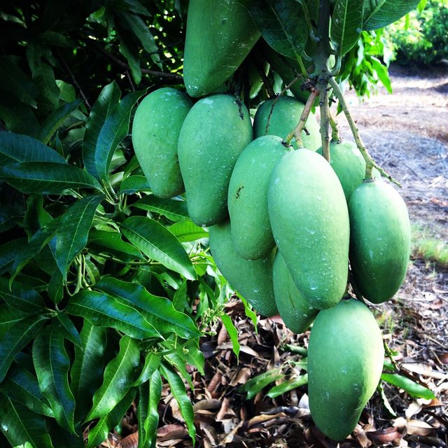 fruits green mangoes by leah dom3.jpg