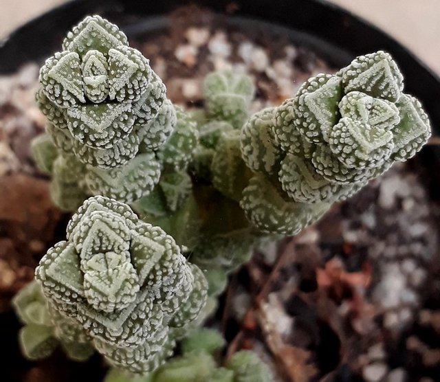 crassula.jpg