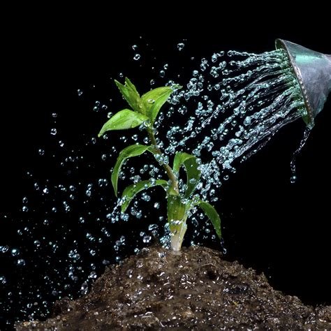 watering a plant.jpg
