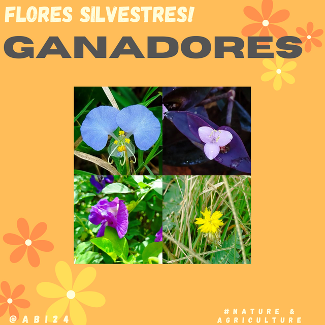 FLORES SILVESTRES! @abi24..png