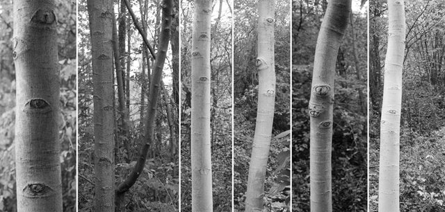 birches.jpg