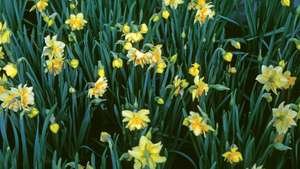 Daffodils.jpg