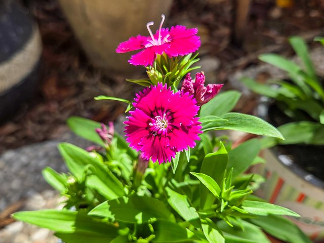 image_00005.jpg