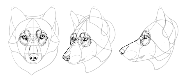 how-to-draw-wolves-drawing-head-22.png