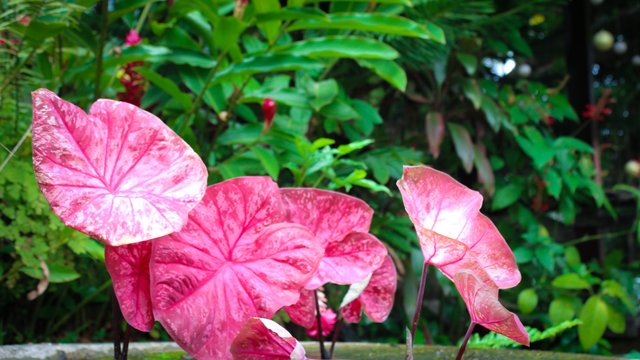 Jardin de Miramar Plants.jpg