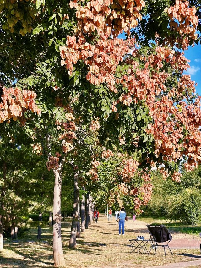 秋天，还得是北京…🍂_5.jpg