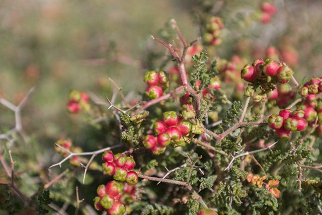 Thorny-Burnet.jpg