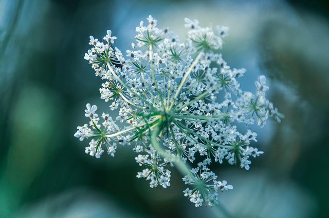 flowers-8200510_1280.jpg