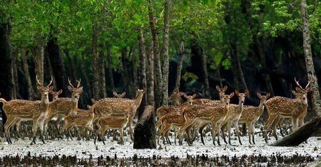 Sundarban20170704234019.jpg