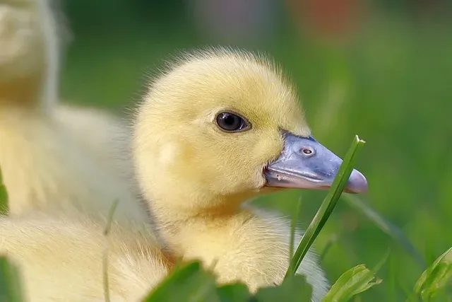 duckling-6568845__480.webp