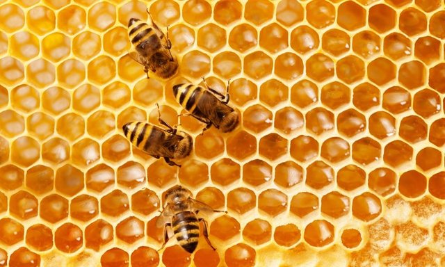bee hive.jpg