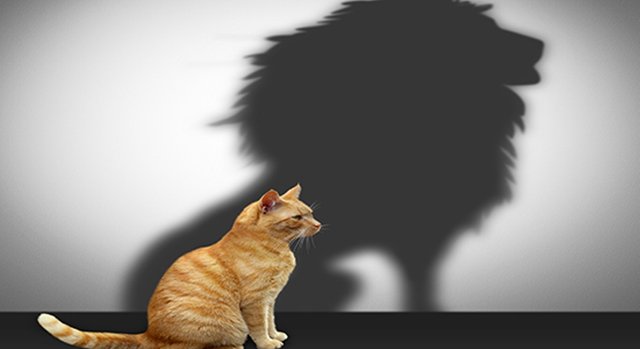 wl-2016-12-business-cat-lion-shadow-550x300.jpg