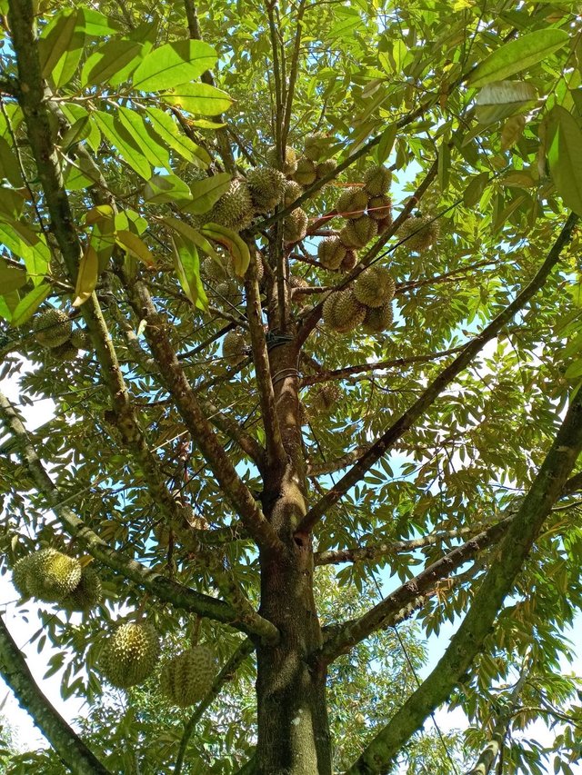 Chanthaburi6.jpg