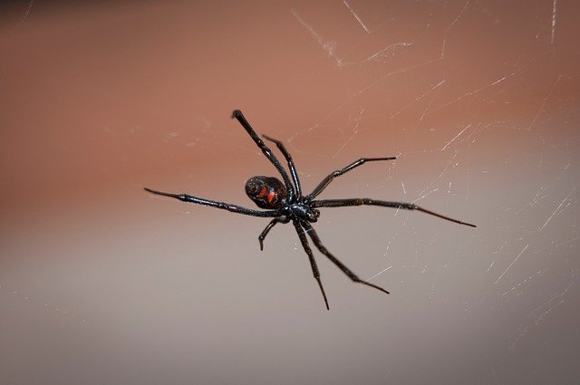 black-widow-spider-2042047_640.jpg