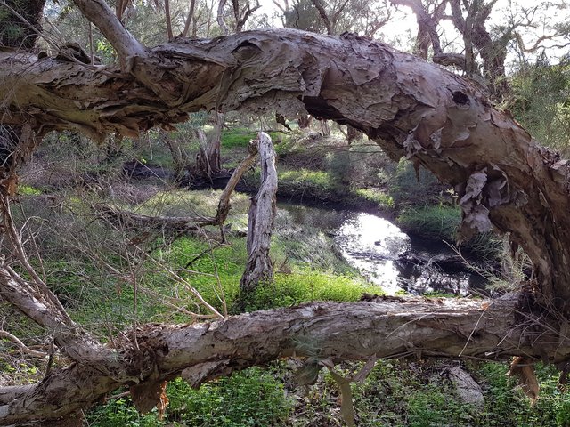 creek through tree.jpg