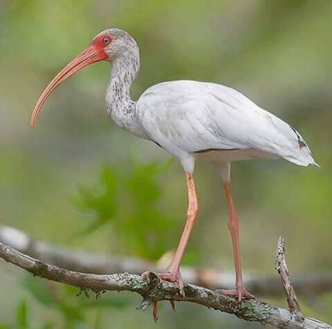 Selamat Siang Steemit