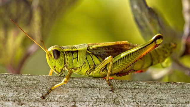 grasshopper-g779b1b04a_1920.jpg