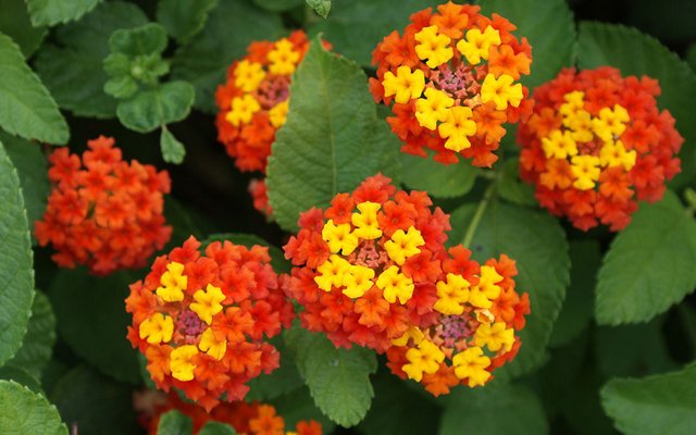 lantana-ftr-1080x675.jpg