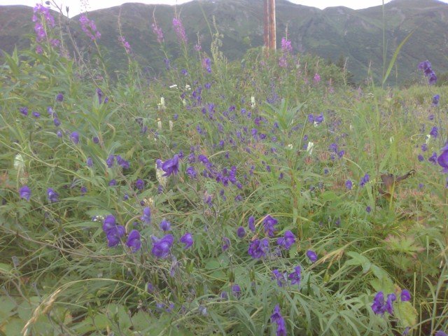 640px-Aconitum_in_its_natural_habitat.jpg