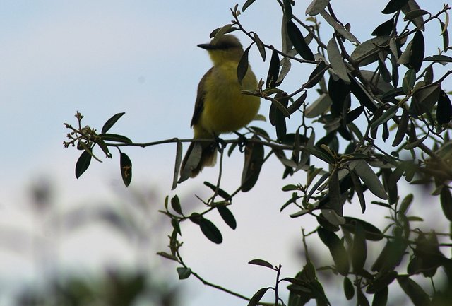 pajarito.jpg