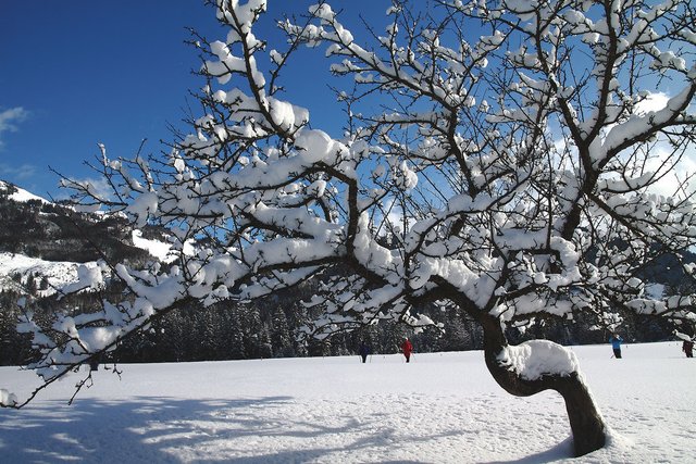 5336899792-apfelbaum-im-schnee (FILEminimizer).jpg