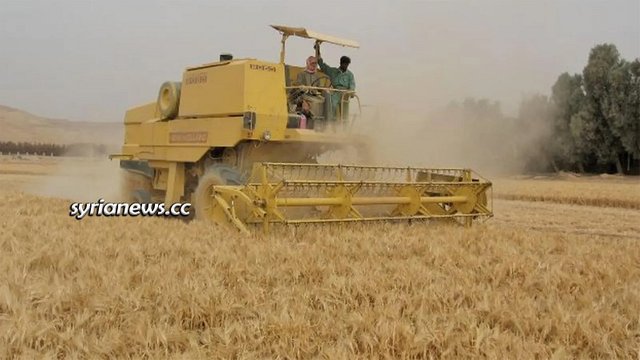 Syria Wheat Crops harvesting.jpg