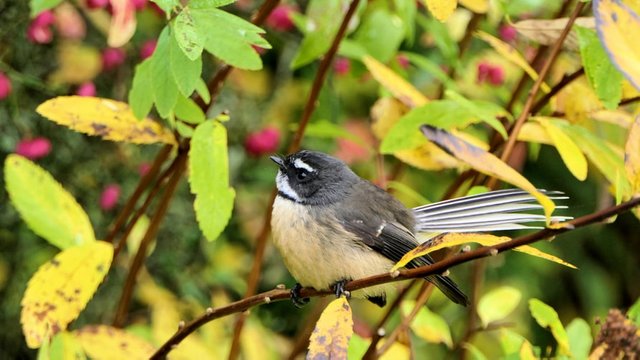 garden bird.jpg