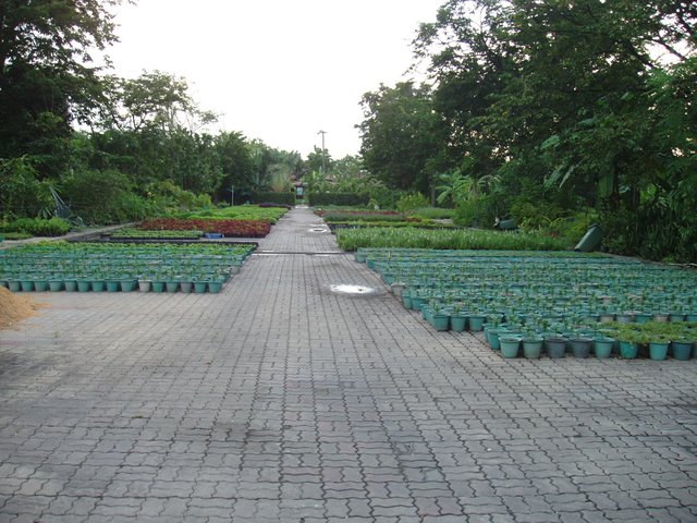 Queen Sirikit Park - nursery
