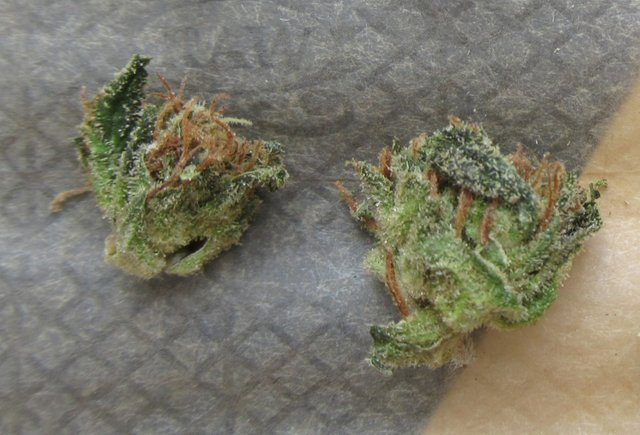 microdubbottomnug.jpg