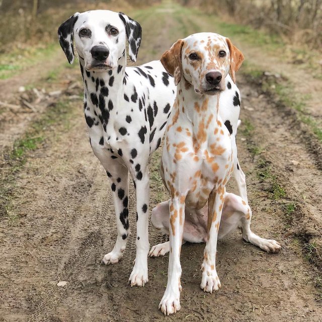 Hello, world. Today’s #WeeklyFluff is the Dalmatian duo Khaleesi and Django (@khaleesi.django.dalmatian), who prove life’s not always black and white — especially when they get caught stealing cheese from the kitchen. “Django runs very quickly to his spot, lies down and acts as though he is sleeping,” says their human Maria Bläser. “Khaleesi, on the other hand, immediately throws herself guiltily to the floor, grins from ear to ear and asks for forgiveness.”Photo by @khaleesi.django.dalmatian.jpg