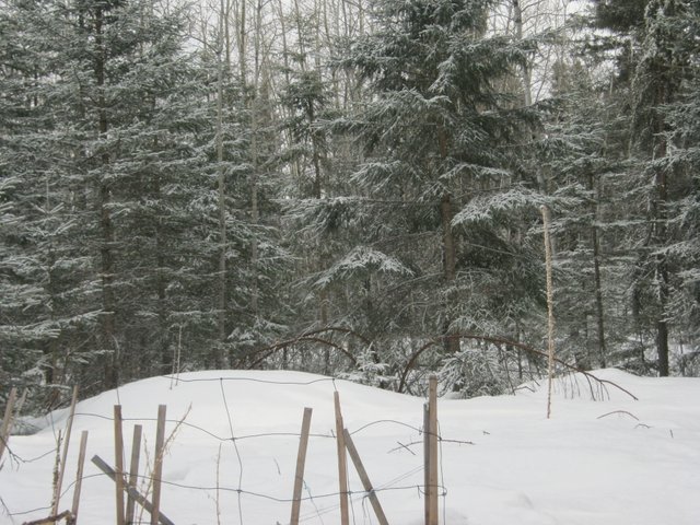 garden covered with snow april 1 and bent tree.JPG